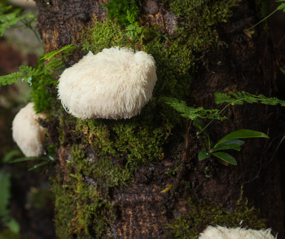 Lion's mane growing on a tree