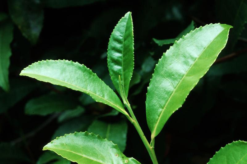 Herb Pharm® Green Tea - 1 oz - Christopher's Herb Shop